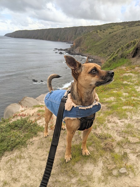 Entry image for Harry . Clicking this image will show a larger photo