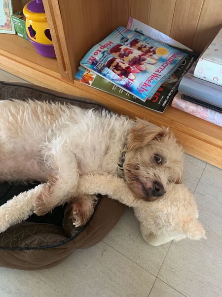 Entry image for Buddy. Clicking this image will show a larger photo