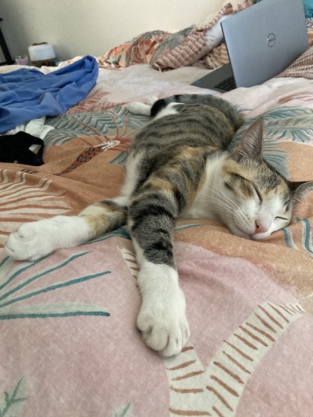 Entry image for Mini. Clicking this image will show a larger photo