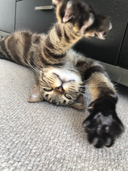 Entry image for Pickle. Clicking this image will show a larger photo