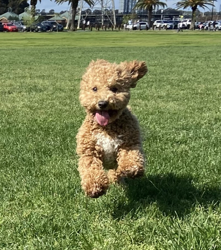 Entry image for Toby. Clicking this image will show a larger photo