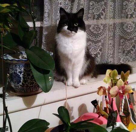 Entry image for Tosca. Clicking this image will show a larger photo