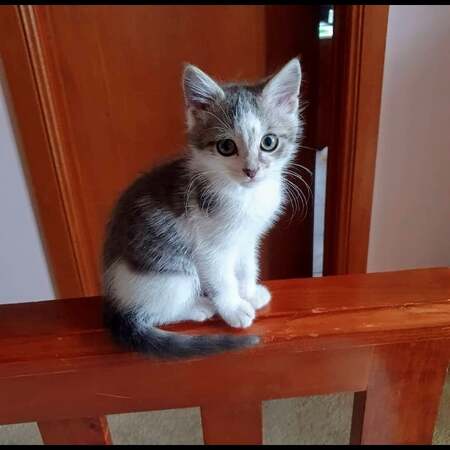 Entry image for Zed. Clicking this image will show a larger photo