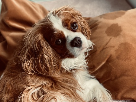 Entry image for Tiggy. Clicking this image will show a larger photo