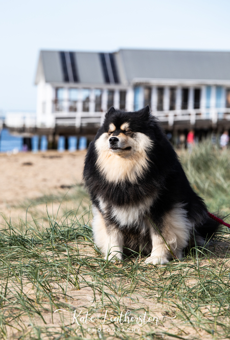 Entry image for Gypsy. Clicking this image will show a larger photo