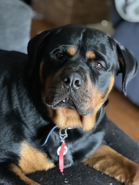 Entry image for Hondo. Clicking this image will show a larger photo