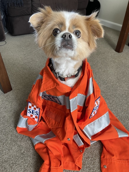 Entry image for Rex. Clicking this image will show a larger photo