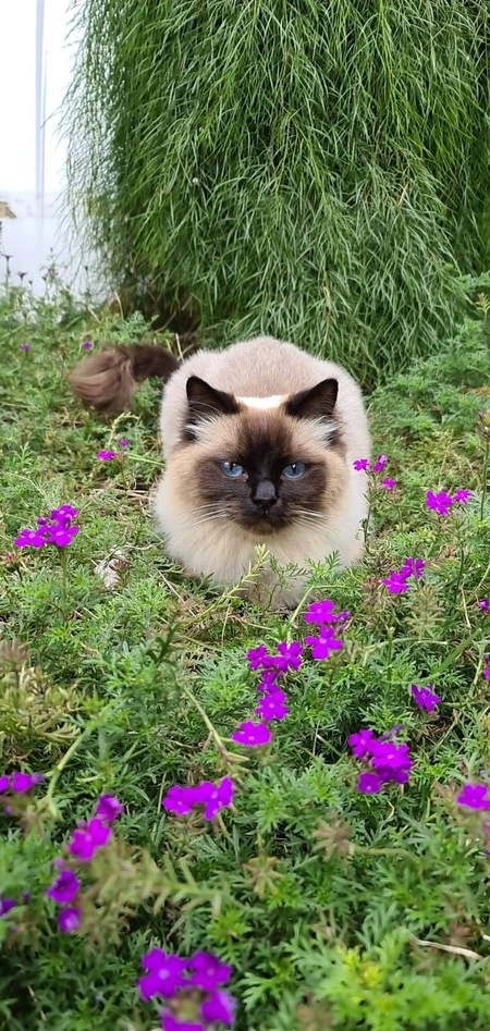 Entry image for Coopurr. Clicking this image will show a larger photo