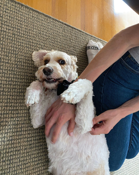 Entry image for Laika. Clicking this image will show a larger photo