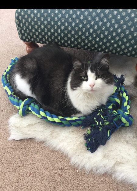 Entry image for Bellatrix Lestrange. Clicking this image will show a larger photo