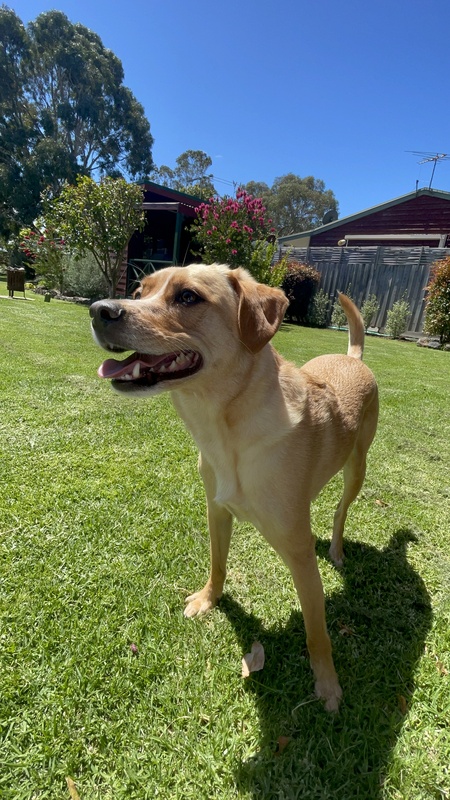 Entry image for Alfie. Clicking this image will show a larger photo