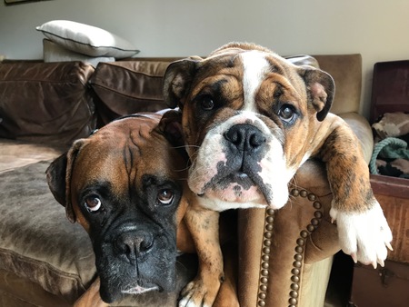 Entry image for Leon and winston. Clicking this image will show a larger photo