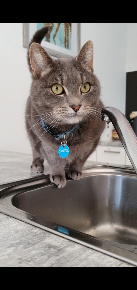 Entry image for Skipper. Clicking this image will show a larger photo