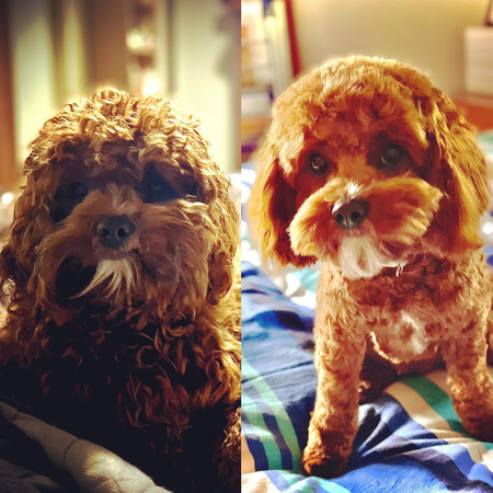 Entry image for Shelby. Clicking this image will show a larger photo