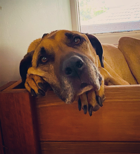 Entry image for Boomer. Clicking this image will show a larger photo