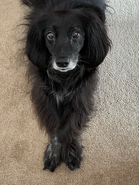 Entry image for Lucky . Clicking this image will show a larger photo