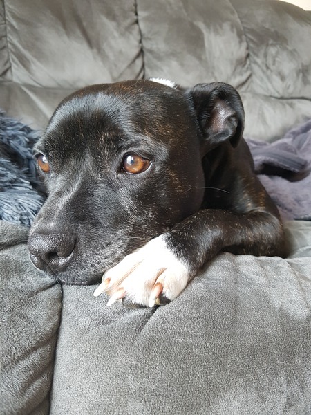 Entry image for Smiddy. Clicking this image will show a larger photo