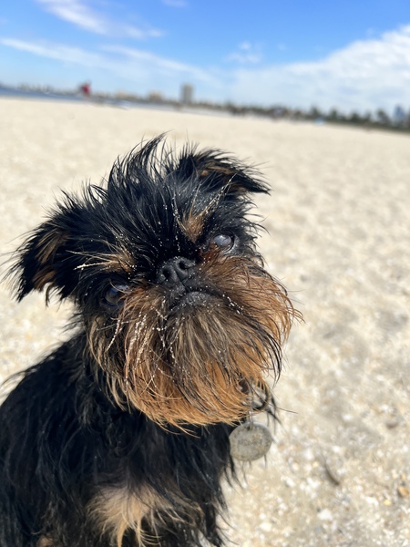 Entry image for Halloumi. Clicking this image will show a larger photo