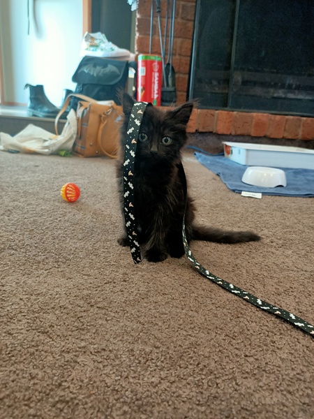 Entry image for Calypso. Clicking this image will show a larger photo