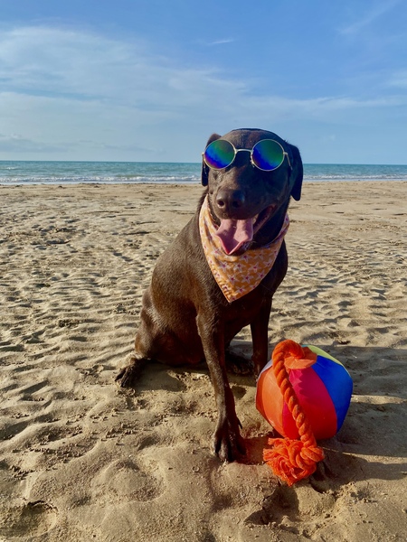 Entry image for Tiyari. Clicking this image will show a larger photo