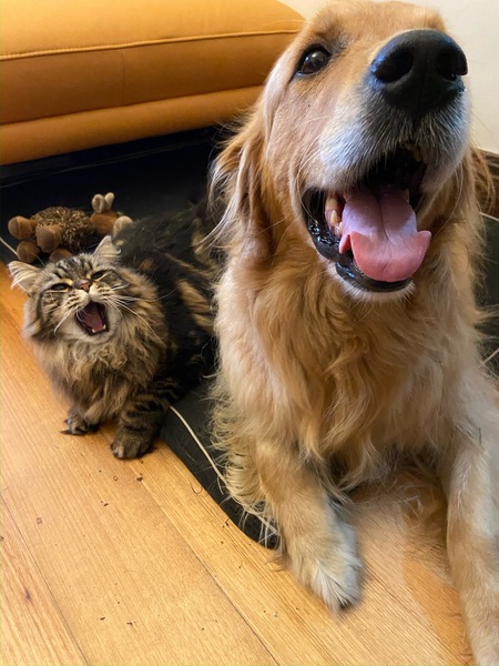 Entry image for Garrus and Handsome Jack. Clicking this image will show a larger photo