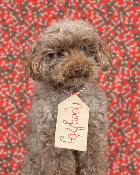 Entry image for Mr Chester. Clicking this image will show a larger photo