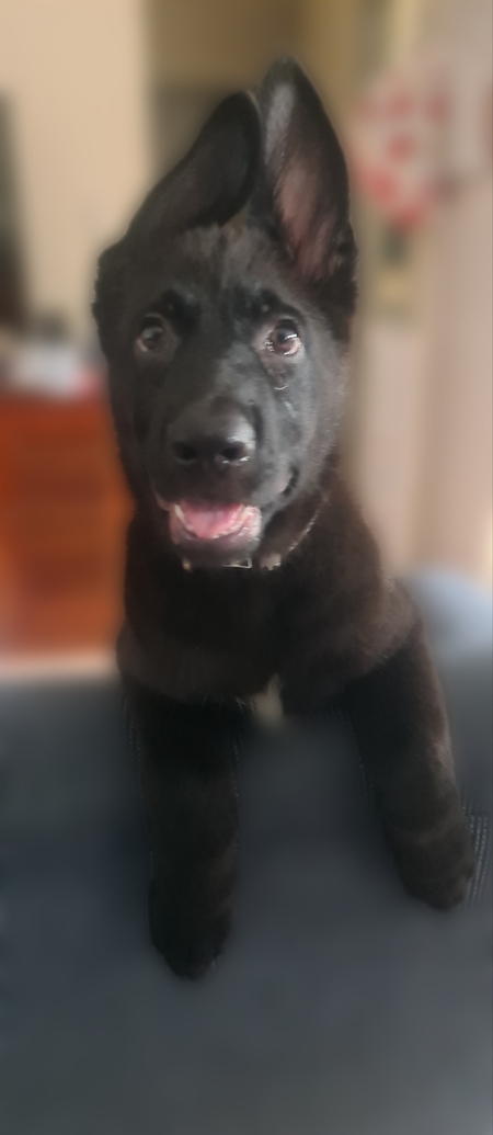 Entry image for Kunai. Clicking this image will show a larger photo