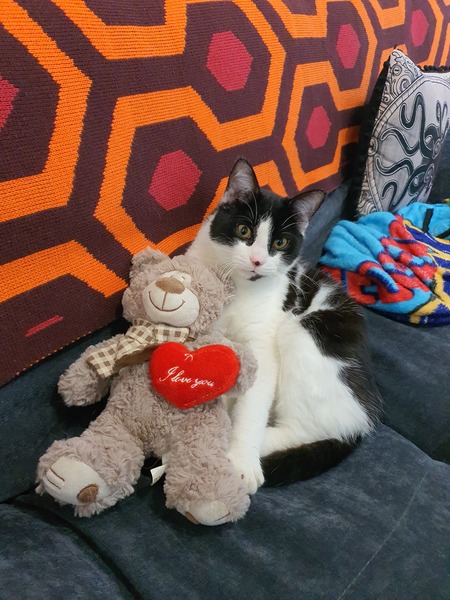 Entry image for Seymour. Clicking this image will show a larger photo