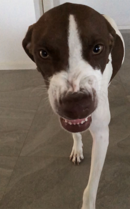 Entry image for Mona . Clicking this image will show a larger photo