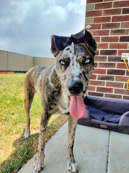 Entry image for Luna . Clicking this image will show a larger photo