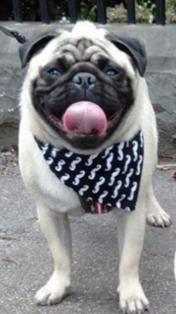 Fonzie 