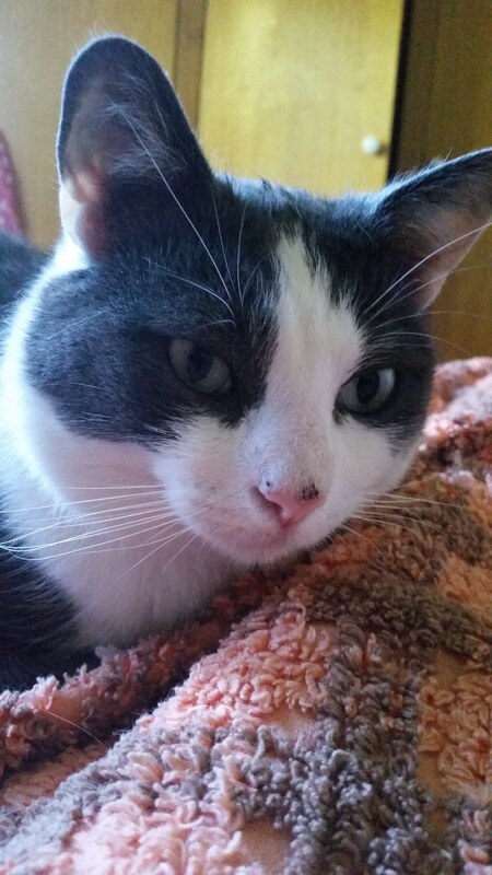 Entry image for Sam. Clicking this image will show a larger photo