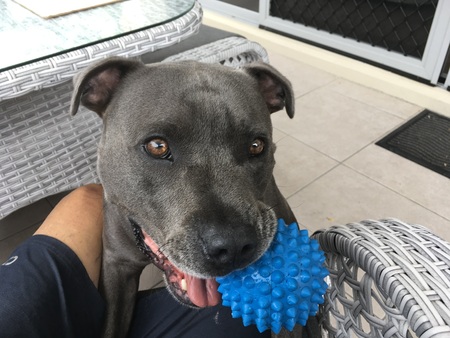 Entry image for Chester . Clicking this image will show a larger photo