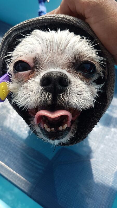 Entry image for Bella. Clicking this image will show a larger photo