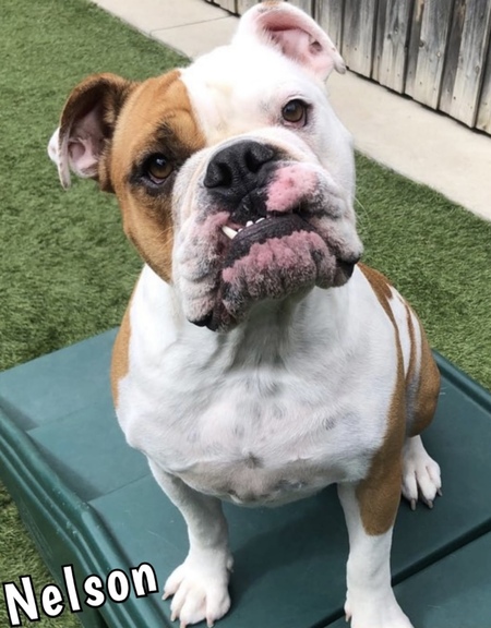 Entry image for Nelson. Clicking this image will show a larger photo