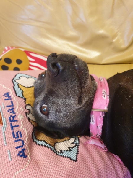 Entry image for Ally. Clicking this image will show a larger photo