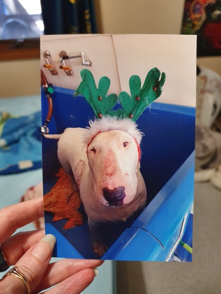 Entry image for Buddy . Clicking this image will show a larger photo