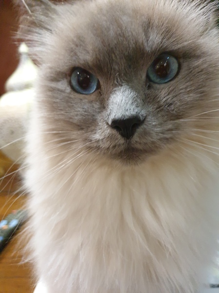 Entry image for Flip. Clicking this image will show a larger photo