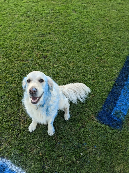 Entry image for Ciri. Clicking this image will show a larger photo