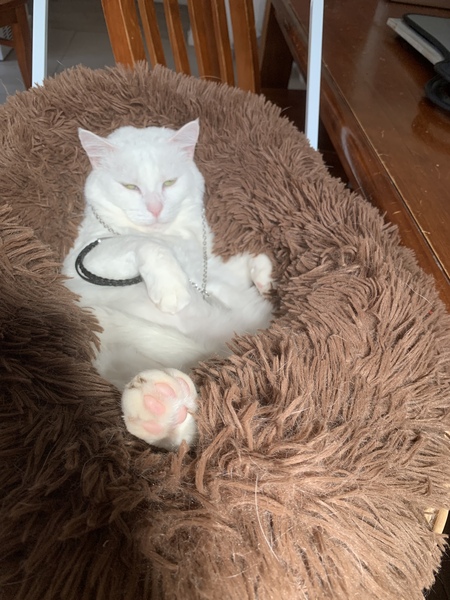 Entry image for Rambo . Clicking this image will show a larger photo