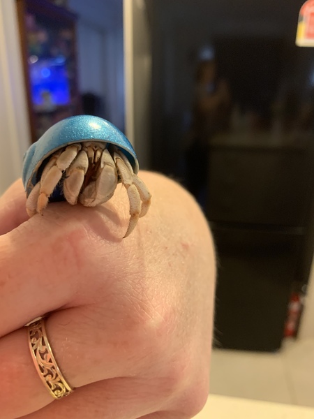 Entry image for Teriyaki. Clicking this image will show a larger photo