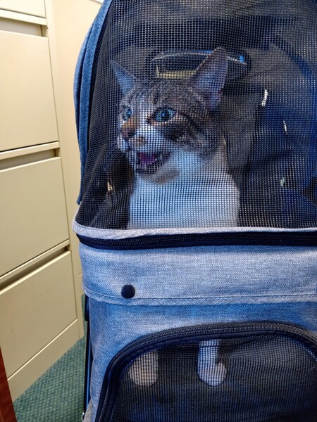 Entry image for Winston. Clicking this image will show a larger photo