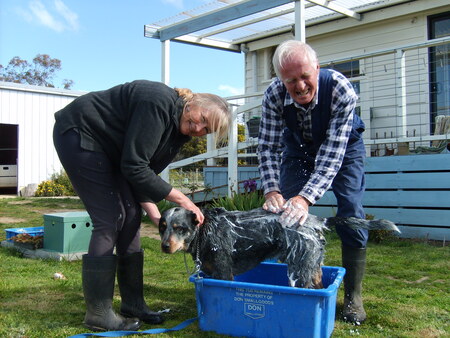 Entry image for Dusty. Clicking this image will show a larger photo