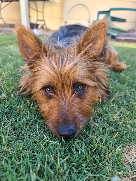 Entry image for Middy. Clicking this image will show a larger photo