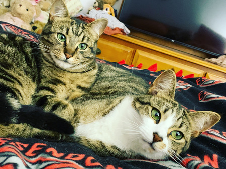 Entry image for Dusty and Daisy . Clicking this image will show a larger photo