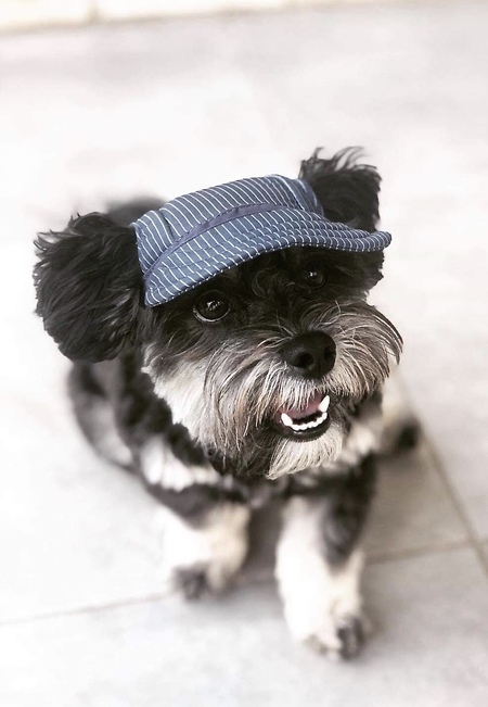 Entry image for Toby. Clicking this image will show a larger photo