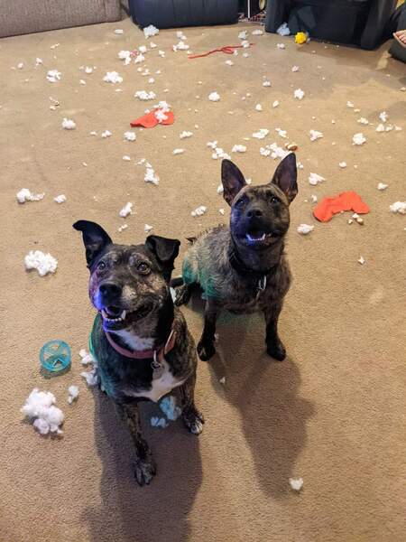 Entry image for Billy and Callie. Clicking this image will show a larger photo