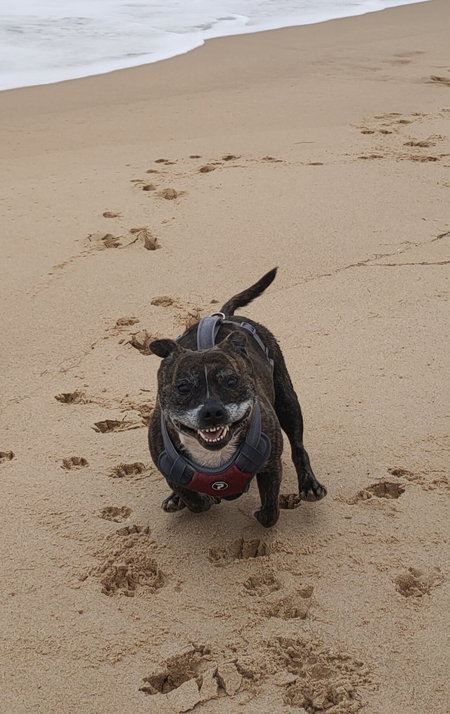 Entry image for Cookie. Clicking this image will show a larger photo