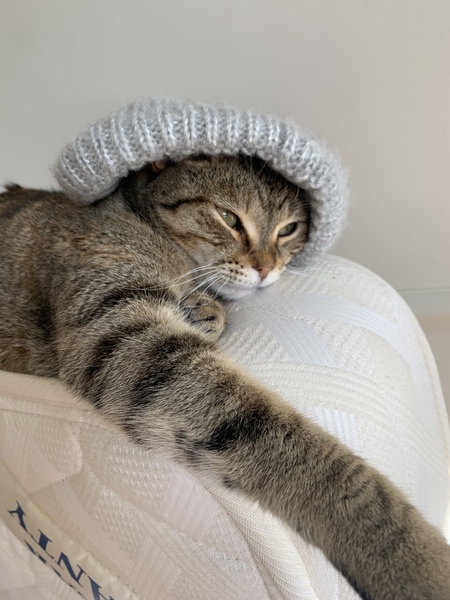 Entry image for Lola. Clicking this image will show a larger photo