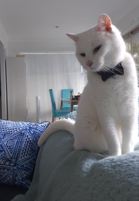 Vinnie